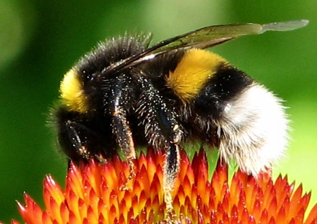 %C2%A9CC-Bumble-Bee-Hummel-Courtesy-of-Andreas--1024x723.jpg