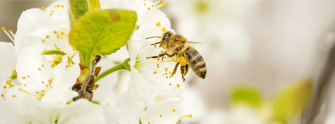 Honey Bees: Heroes of Our Planet - The Honeybee ConservancyThe ...